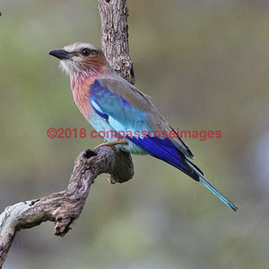 Lilac Breasted Roller 6-Tiles