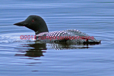 Loon 2-Metal Metal - 8 X 10