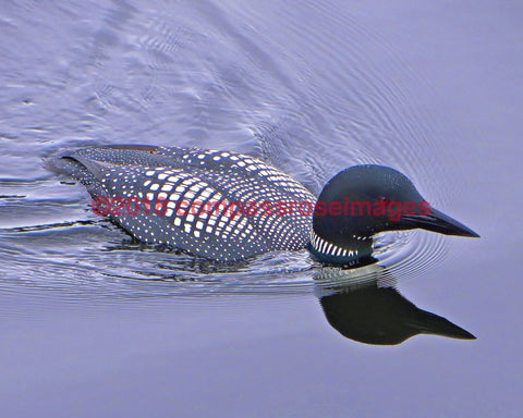 Loon 5 Greeting Card 8X10 Matted Print (5X7 Photo) 11X14 (8X10