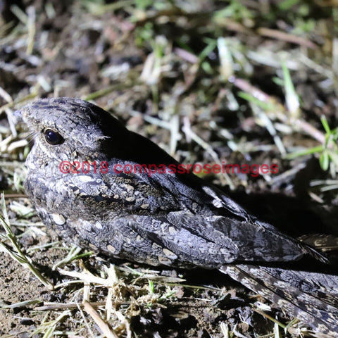 Nightjar 1-T 4.25X4.25 Tile With Cork Back Ceramic Tile
