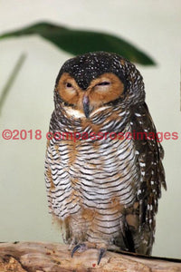 Owl 4 Greeting Card 8X10 Matted Print (5X7 Photo) 11X14 (8X10