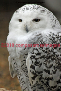 Owl 8 Greeting Card 8X10 Matted Print (5X7 Photo) 11X14 (8X10