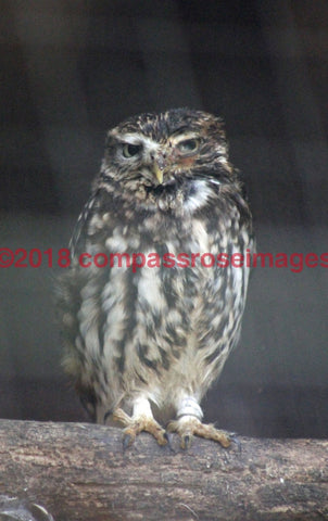 Owl 11 Greeting Card 8X10 Matted Print (5X7 Photo) 11X14 (8X10