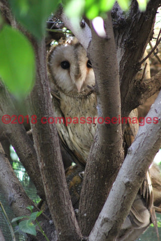 Barn Owl 14-Metal Metal - 8 X 10