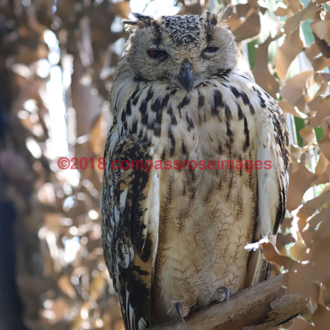 Eagle Owl 15-T 4.25X4.25 Tile With Cork Back Ceramic Tile