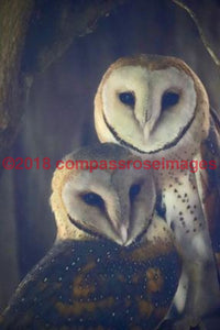 Barn Owl 16-Canvas Canvas-10 X 10 Canvas