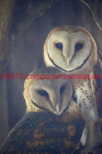 Owl 16 Greeting Card 8X10 Matted Print (5X7 Photo) 11X14 (8X10