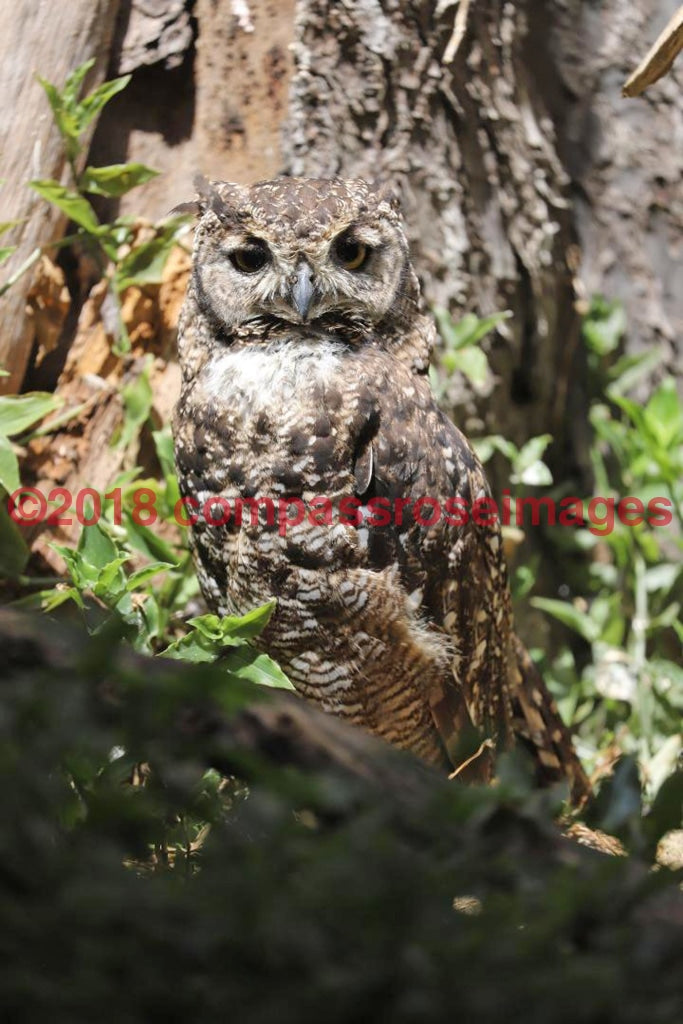 Owl 18-Metal Metal - 8 X 10