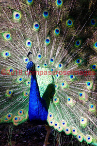Peacock 2-Canvas Canvas-10 X 10 Canvas
