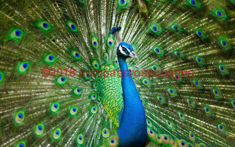 Peacock 5-Canvas