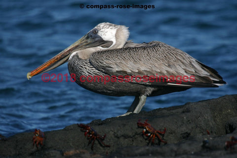 Pelican 2 Greeting Card 8X10 Matted Print (5X7 Photo) 11X14 (8X10