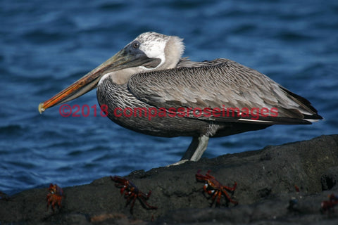 Pelican 2-Canvas Canvas-10 X 10 Canvas