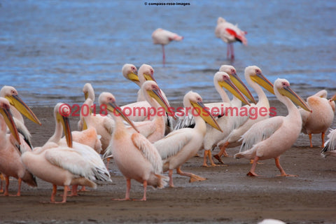 Pelican 3 Greeting Card 8X10 Matted Print (5X7 Photo) 11X14 (8X10