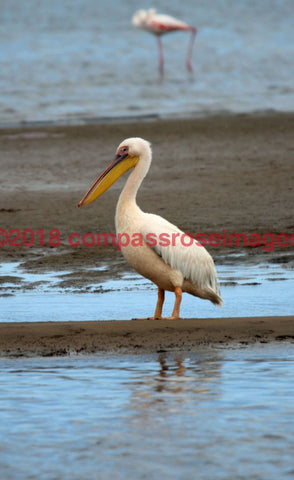 Pelican 4-Canvas Canvas-10 X 10 Canvas