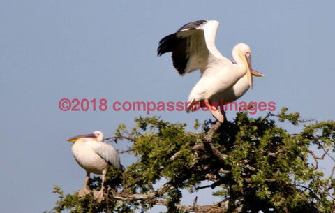 Pelican 5-Canvas Canvas-10 X 10 Canvas