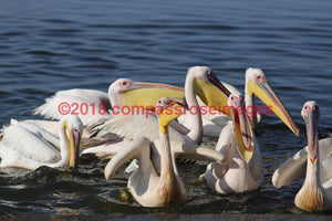 Pelican 6-Canvas Canvas-10 X 10 Canvas