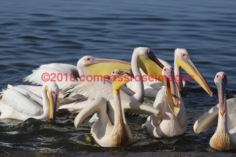 Pelican 6-Canvas Canvas-10 X 10 Canvas
