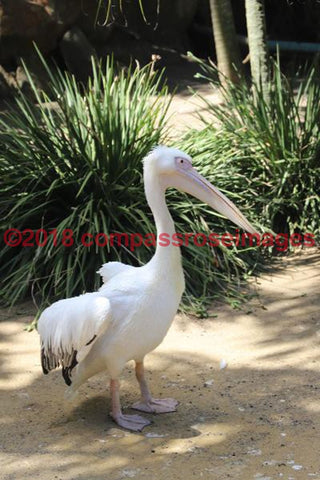 Pelican 8-Canvas
