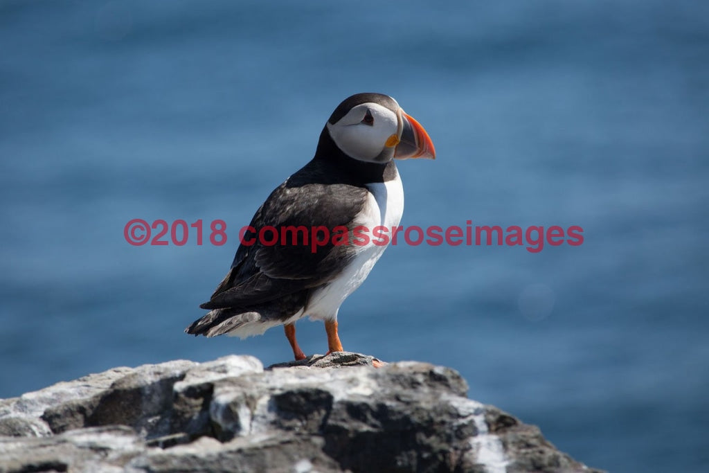 Puffin 5