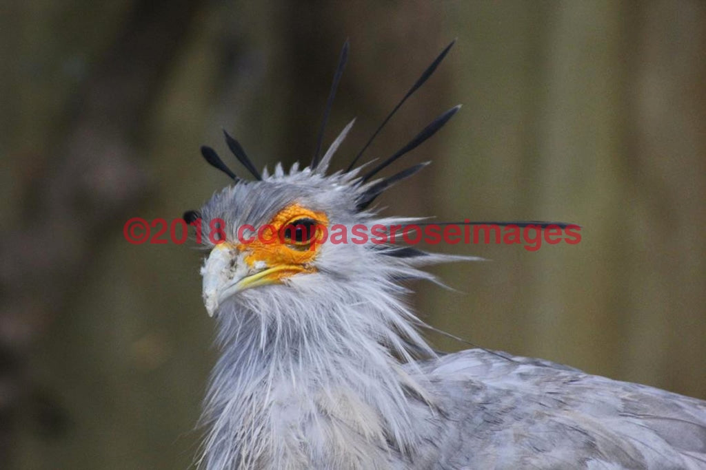 Secretary Bird 2-Canvas Canvas-10 X 10 Canvas