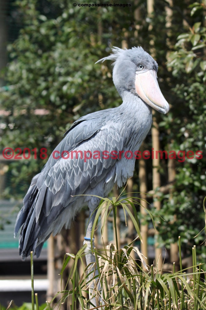 Shoebill Greeting Card 8X10 Matted Print (5X7 Photo) 11X14 (8X10