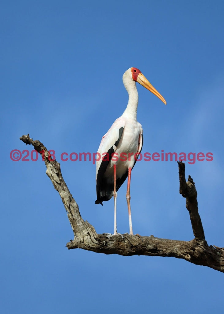Yellow Billed Stork 2