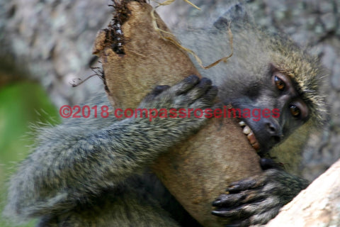 Monkey 9-Metal Metal - 8 X 10