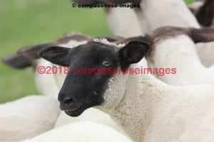 Sheep 5 Greeting Card 8X10 Matted Print (5X7 Photo) 11X14 (8X10