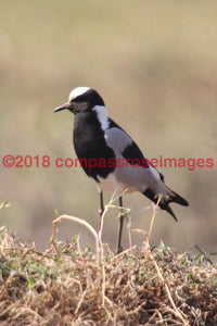 Blacksmith Lapwing 1-Canvas Canvas-10 X 10 Canvas