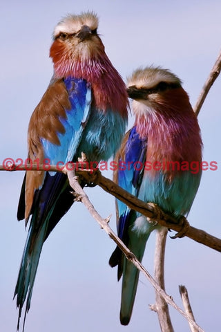 Lilac Breasted Roller 1-Metal Metal - 8 X 10