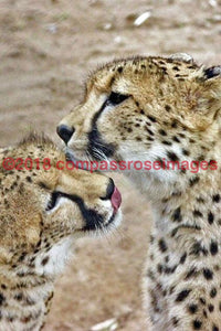 Cheetah 2 Greeting Card 8X10 Matted Print (5X7 Photo) 11X14 (8X10