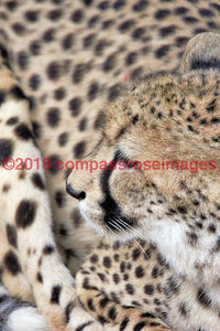 Cheetah 4 Greeting Card 8X10 Matted Print (5X7 Photo) 11X14 (8X10