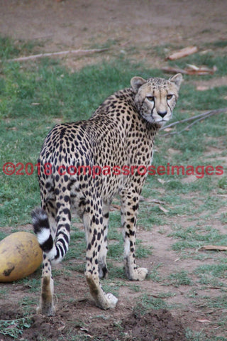 Cheetah 5-Metal Metal - 8 X 10