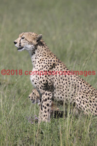 Cheetah 7-Canvas Canvas