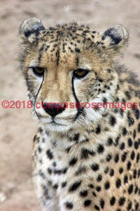 Cheetah 9 Greeting Card 8X10 Matted Print (5X7 Photo) 11X14 (8X10