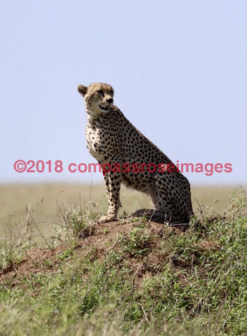 Cheetah 10 Greeting Card 8X10 Matted Print (5X7 Photo) 11X14 (8X10