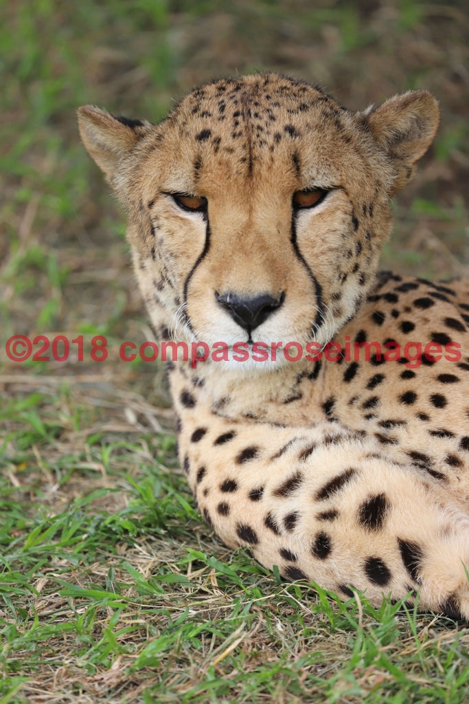 Cheetah 11 Greeting Card 8X10 Matted Print (5X7 Photo) 11X14 (8X10