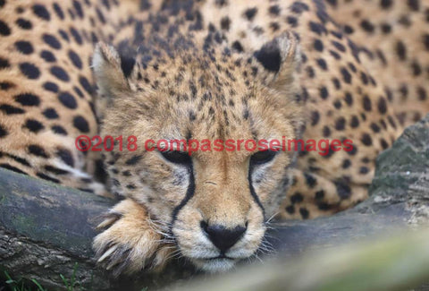 Cheetah 12 Greeting Card 8X10 Matted Print (5X7 Photo) 11X14 (8X10