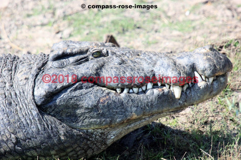 Crocodile Greeting Card 8X10 Matted Print (5X7 Photo) 11X14 (8X10