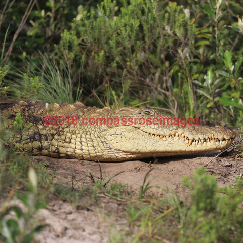 Crocodile -2T 4.25X4.25 Tile With Cork Back Ceramic Tile