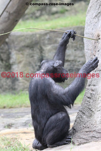 Chimpanzee 3 Greeting Card 8X10 Matted Print (5X7 Photo) 11X14 (8X10