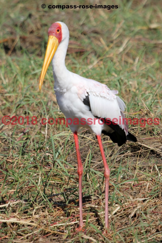 Yellow Billed Stork Greeting Card 8X10 Matted Print (5X7 Photo) 11X14 (8X10