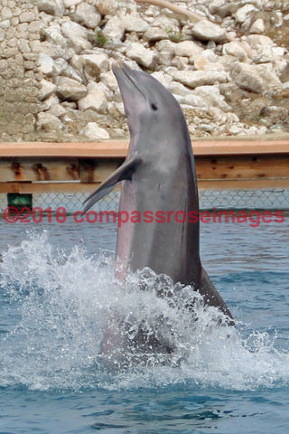 Dolphin 1 Greeting Card 8X10 Matted Print (5X7 Photo) 11X14 (8X10