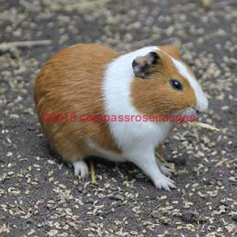 Guinea Pig 1-Tiles