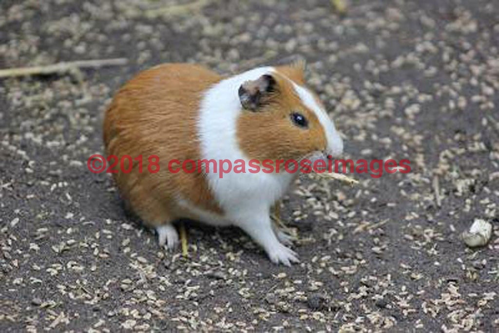 Guinea Pig 1-Canvas