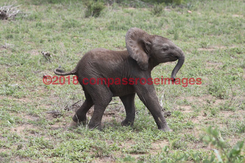 Elephant 44-Metal Metal - 8 X 10