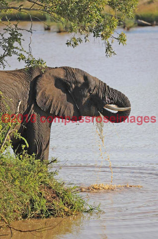 Elephant 52-Metal Metal - 8 X 10