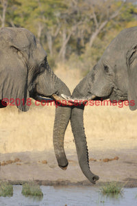 Elephant 51 Greeting Card 8X10 Matted Print (5X7 Photo) 11X14 (8X10