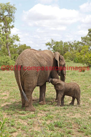 Elephant 45-Metal Metal - 8 X 10