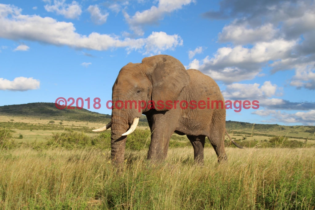 Elephant 14 Greeting Card 8X10 Matted Print (5X7 Photo) 11X14 (8X10